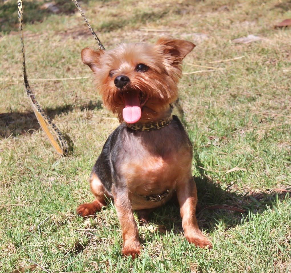 Romeo - AM2461RH Romeo - AM2461RH