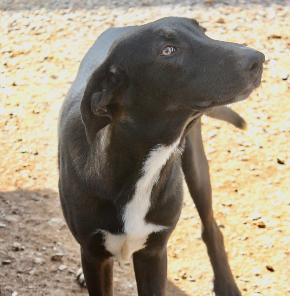 Ronnie - YM25224 Ronnie - YM25224