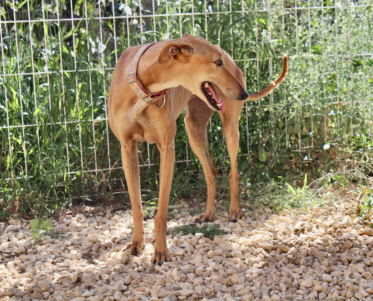 Canela - AF2449FC Canela - AF2449FC