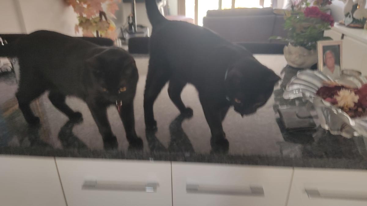 Sooty and Sweep - G26342 Sooty and Sweep - G26342