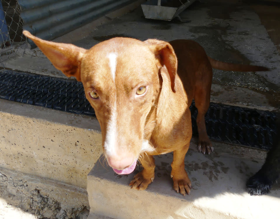 Bobo - AM26267AD Bobo - AM26267AD