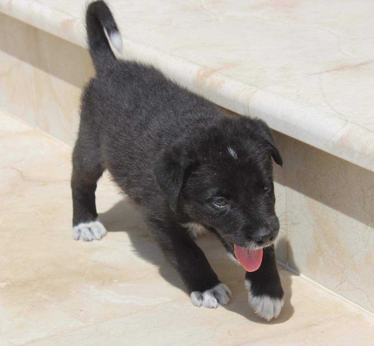 Timber  - PM2484 Timber  - PM2484