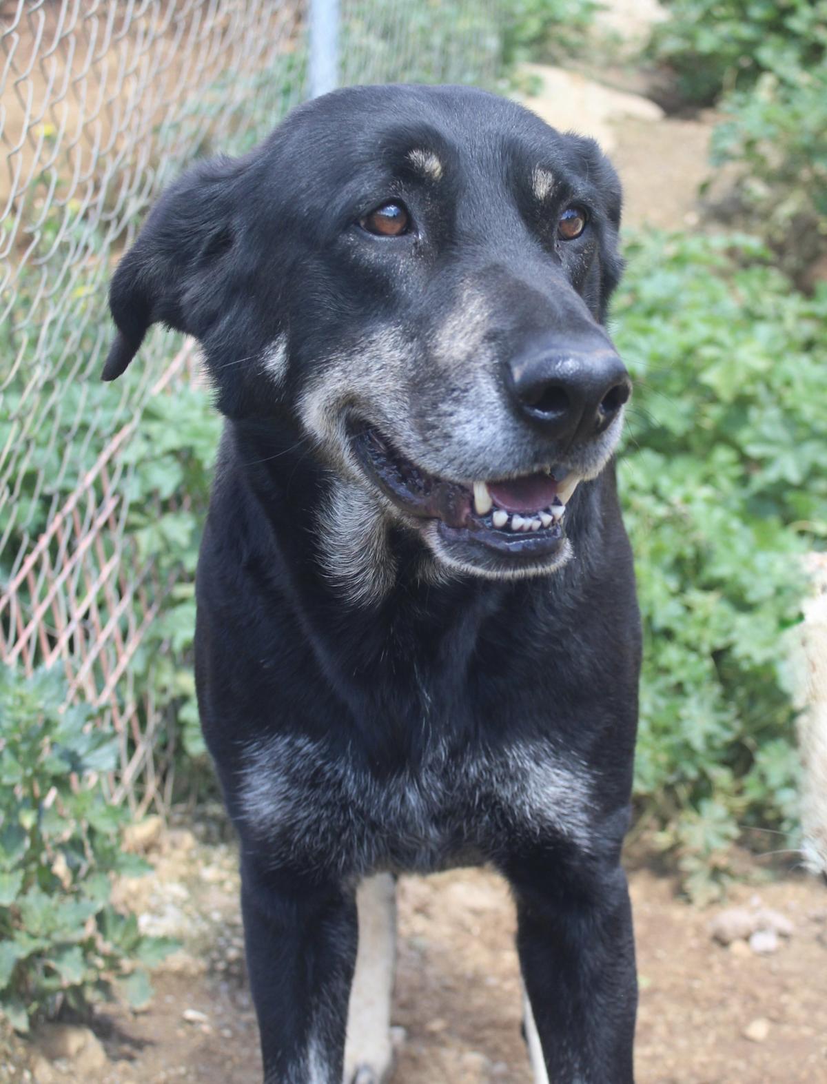 Panther - AM25155AD Panther - AM25155AD