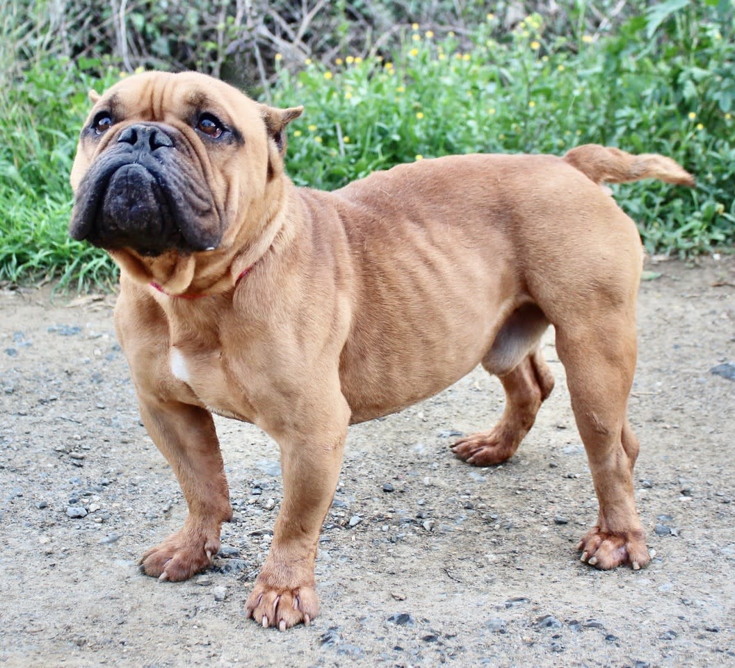 Vernon - AM2416SS Vernon - AM2416SS