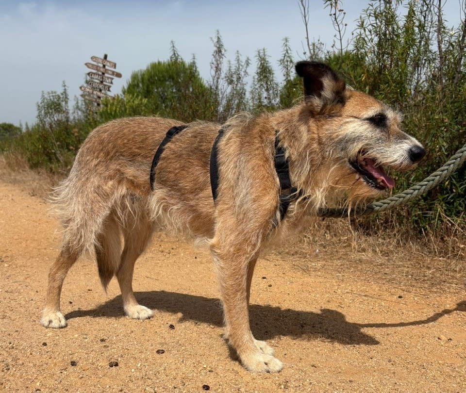 Olive - AF25206 Olive - AF25206