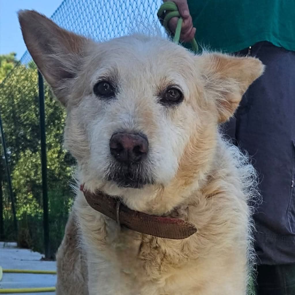 Balou - AM25159 Balou - AM25159