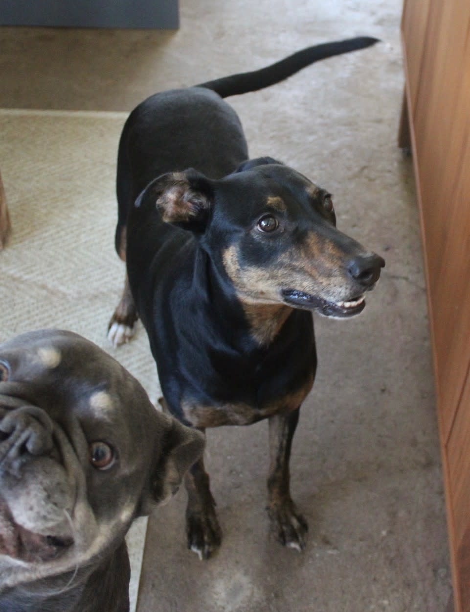 Lady - AF25217ML Lady - AF25217ML