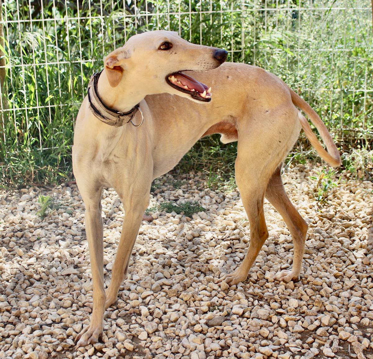 Apolo - AM2448FC Apolo - AM2448FC