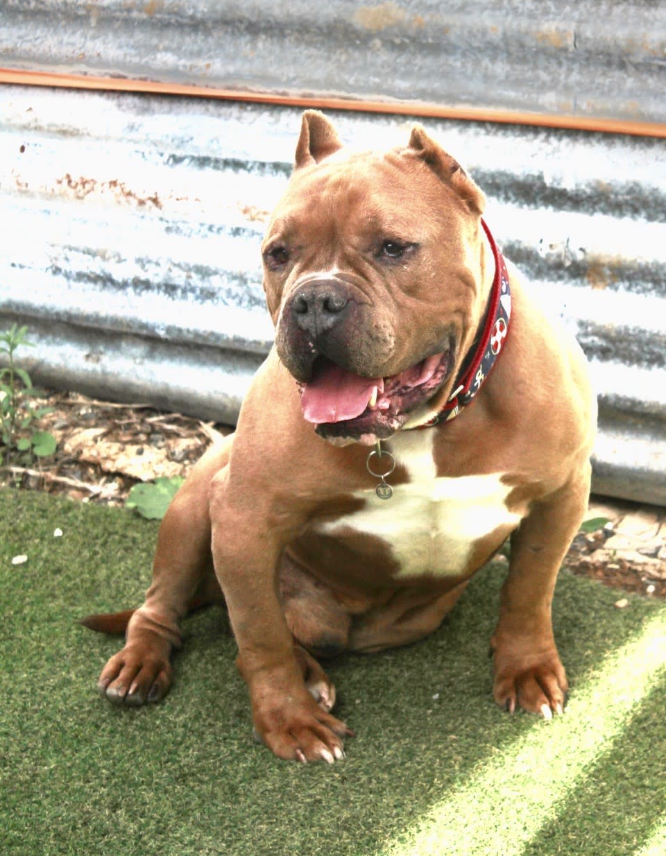 Teddy - AM25227ML Teddy - AM25227ML