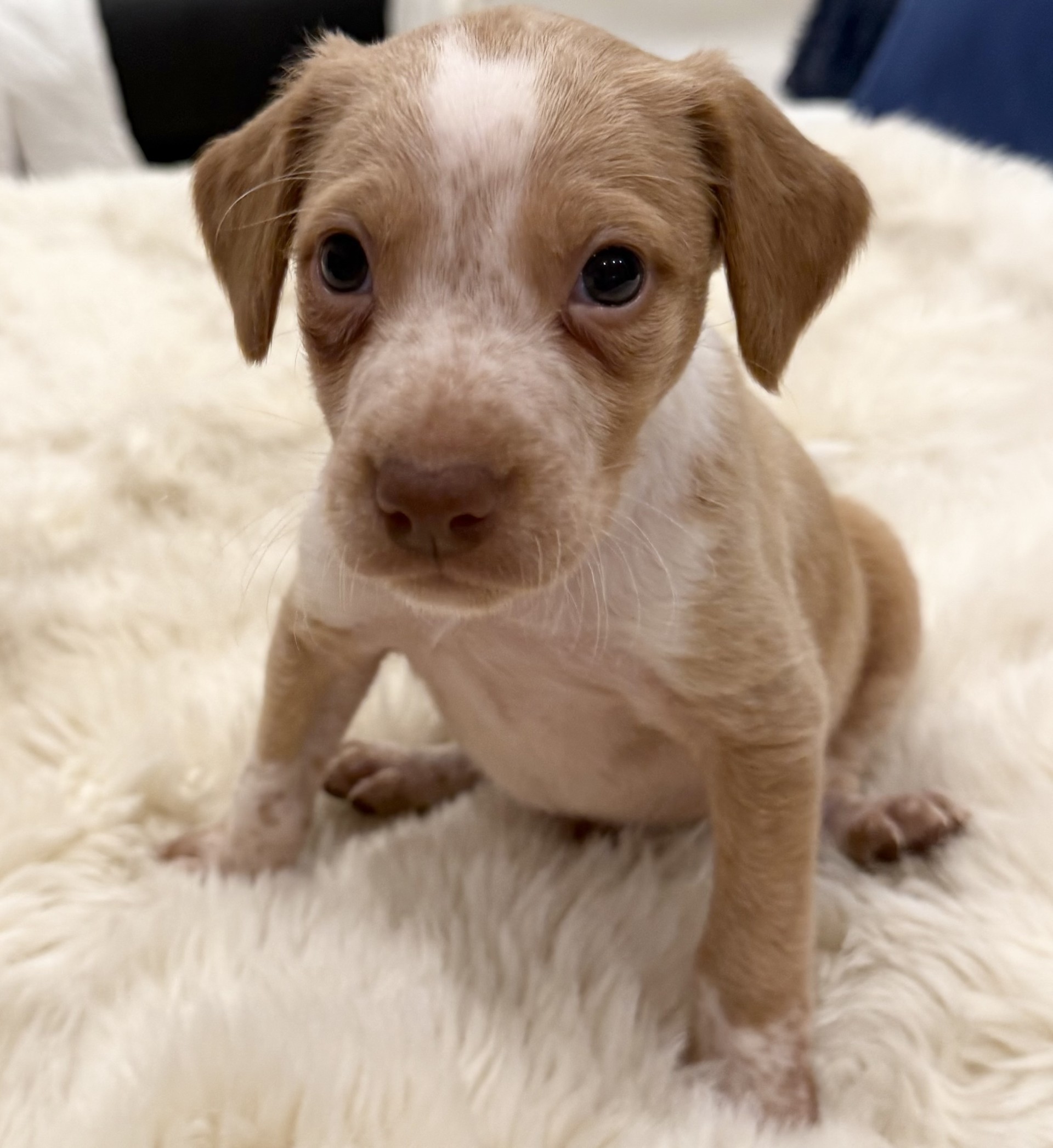 Sheeran  - PM26245TA