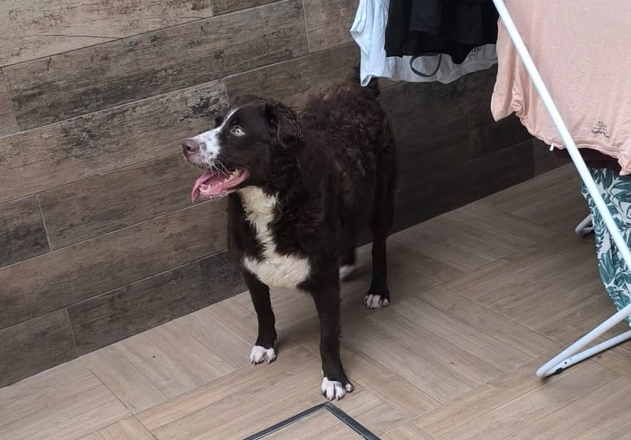 Sacha - AF25184 Sacha - AF25184