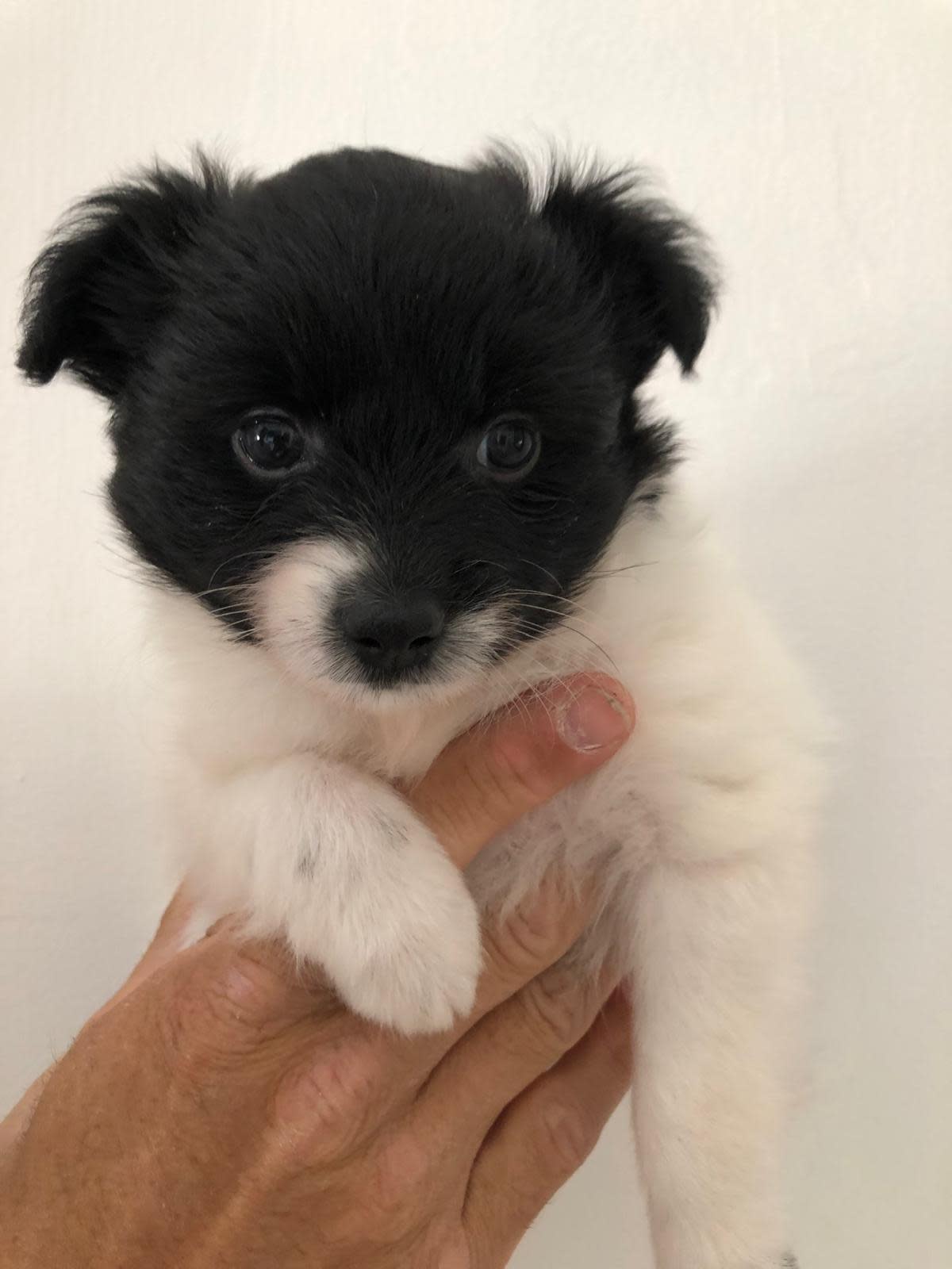 Obama - PM249A Obama - PM249A