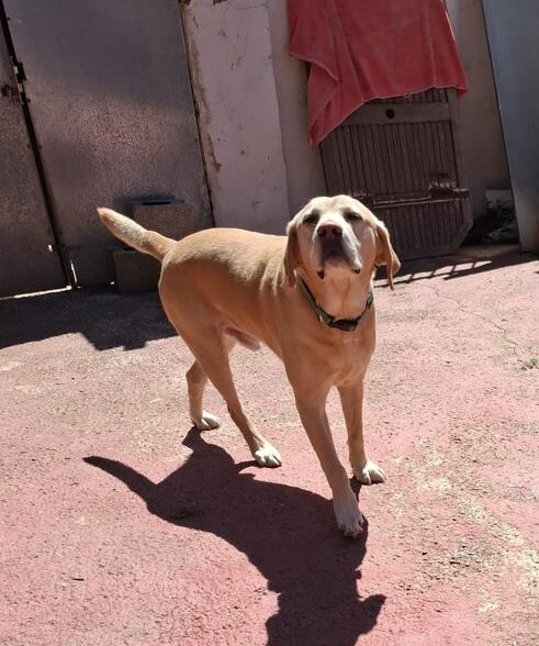 Barney and Buddy - AM26276