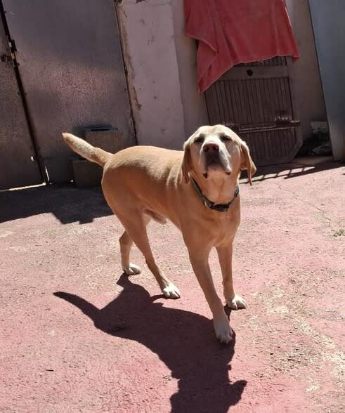 Barney and Buddy - AM26276 Barney and Buddy - AM26276