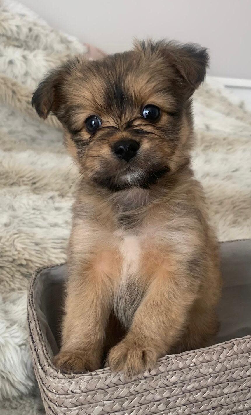 Daisy - PF242A Daisy - PF242A