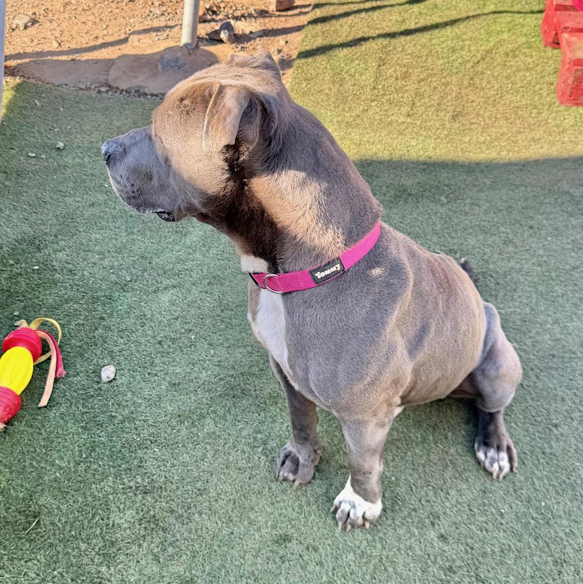 Pedrito - AM26263ML Pedrito - AM26263ML