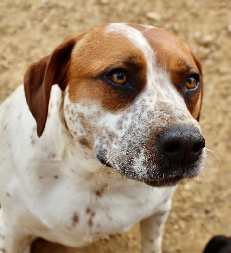 Amy  - AF2470PL Amy  - AF2470PL