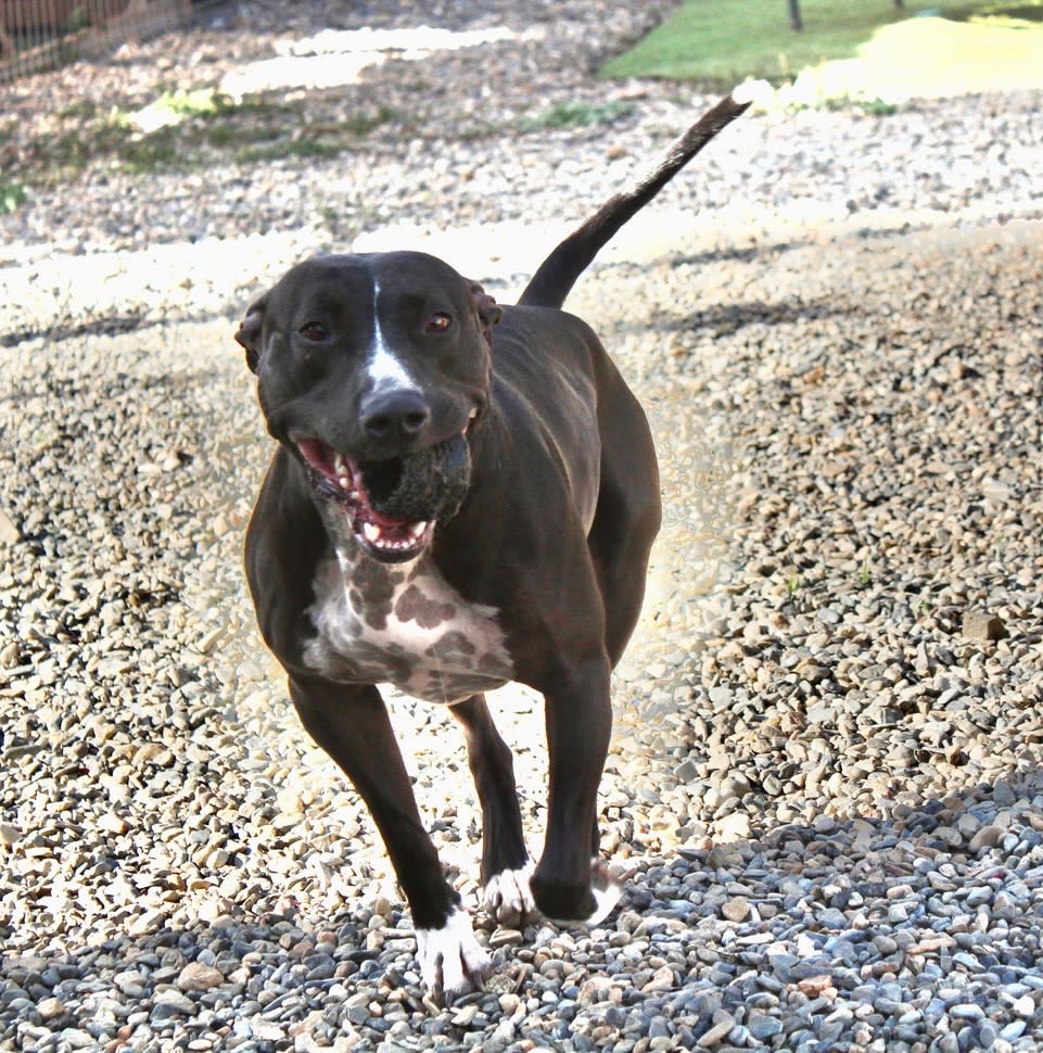 Ivor - AM25224ML Ivor - AM25224ML