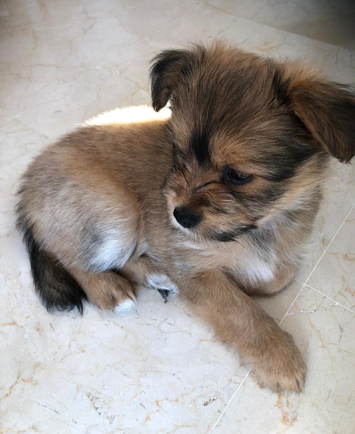 Daisy - PF242A Daisy - PF242A