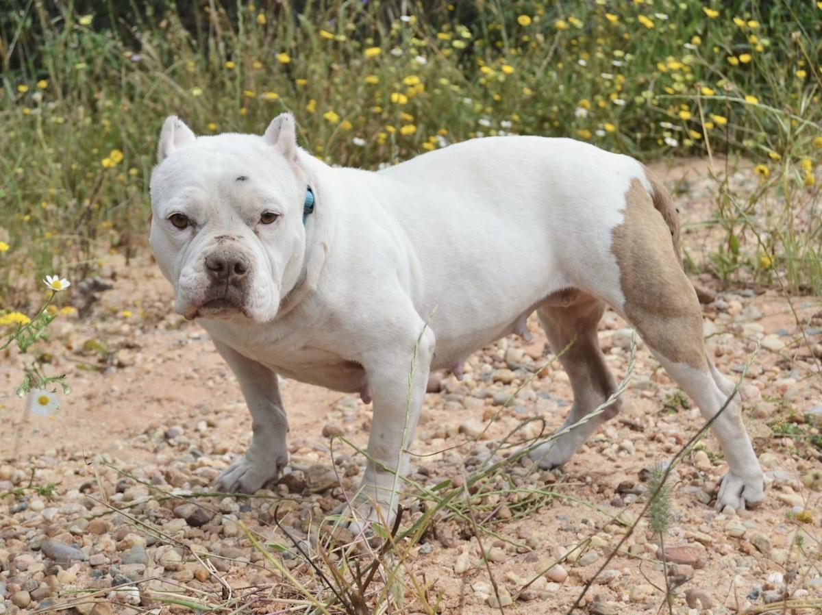 Linda - AF25158 Linda - AF25158