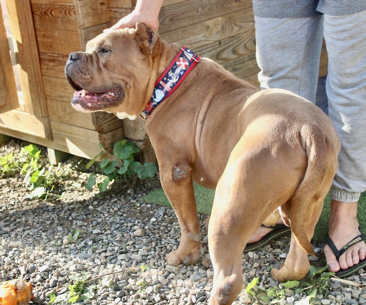 Teddy - AM25227ML Teddy - AM25227ML