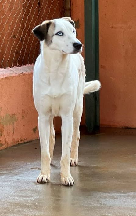 Janette - AF26260AD Janette - AF26260AD