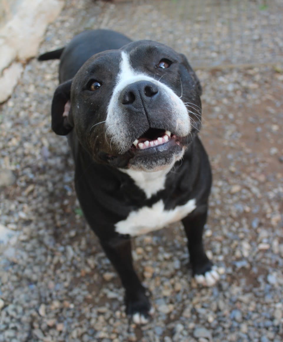 Amanda - AF25222ML Amanda - AF25222ML