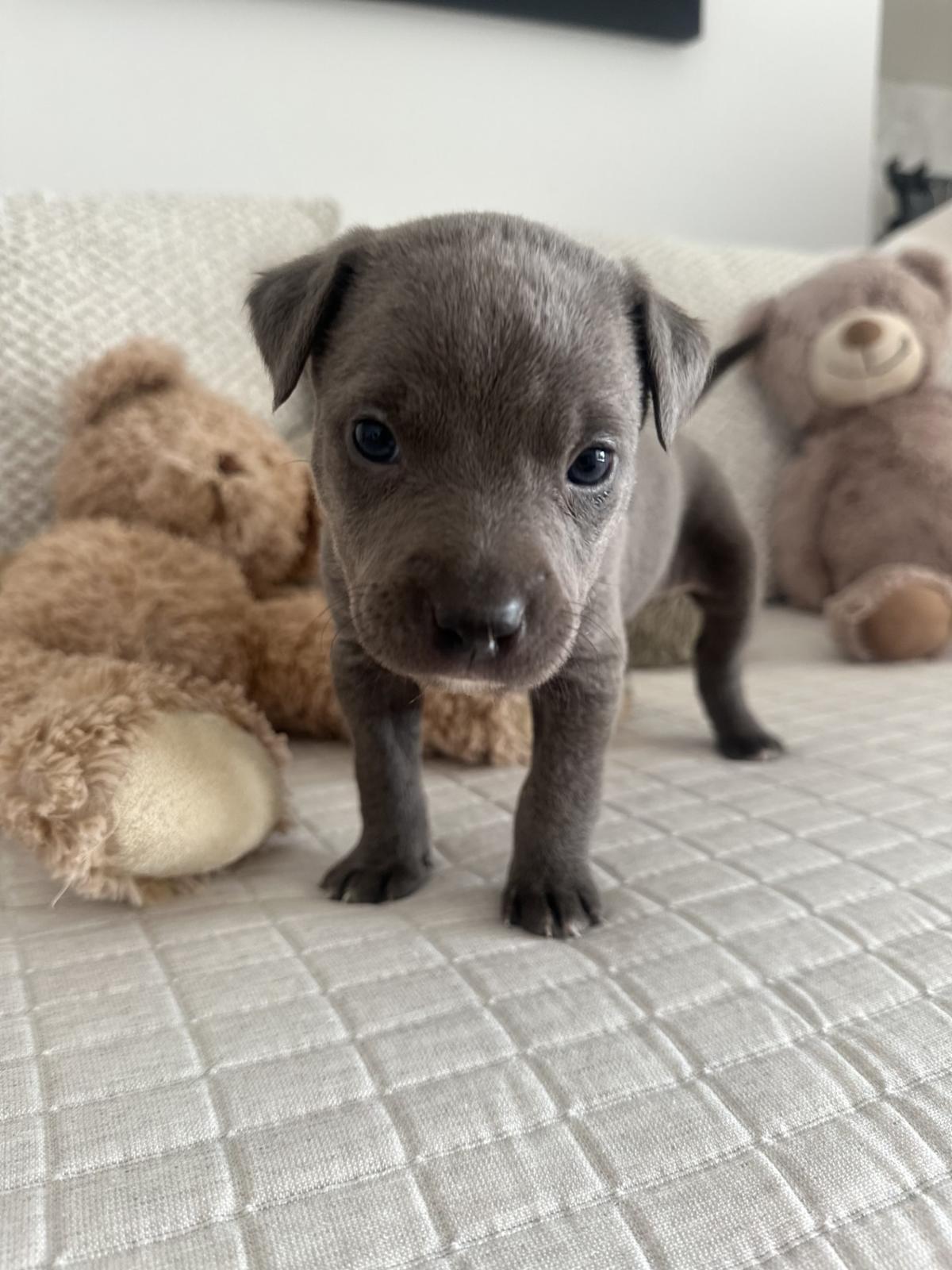 Milka - PF25122 Milka - PF25122