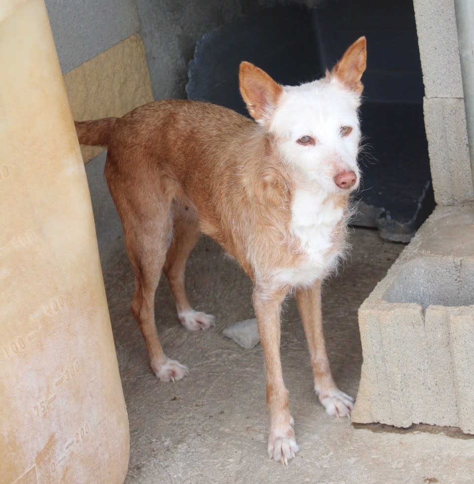 Canija  - AF2464PL Canija  - AF2464PL