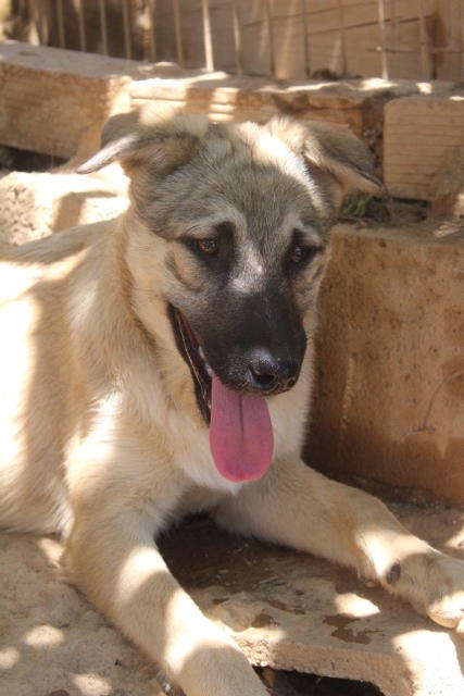 Chester - YM24107PL Chester - YM24107PL