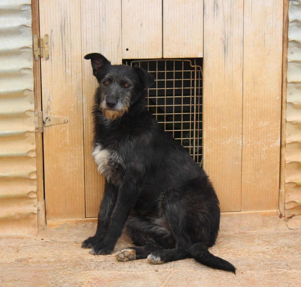 Cloe - AF2473PL Cloe - AF2473PL