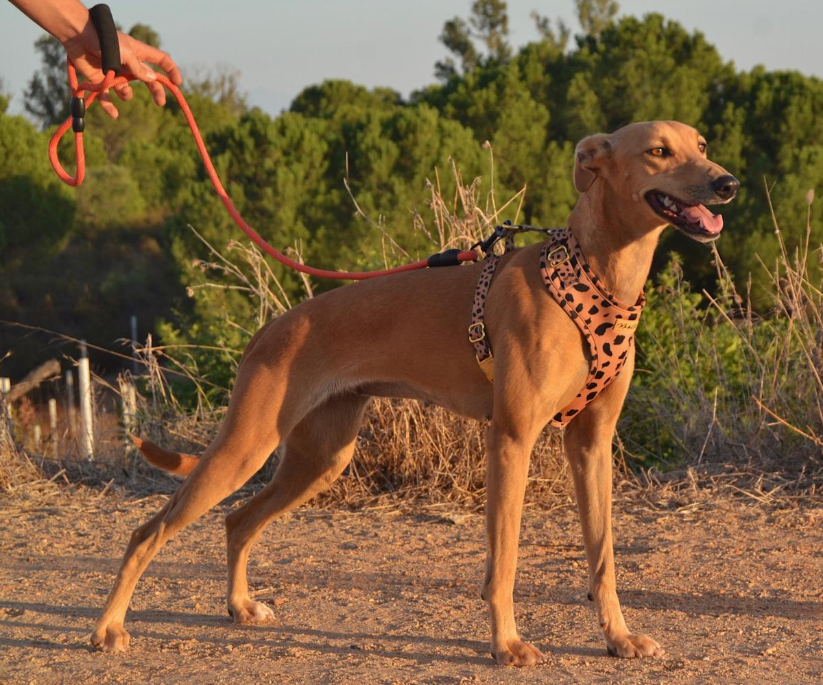 Lola - AF26274LC Lola - AF26274LC