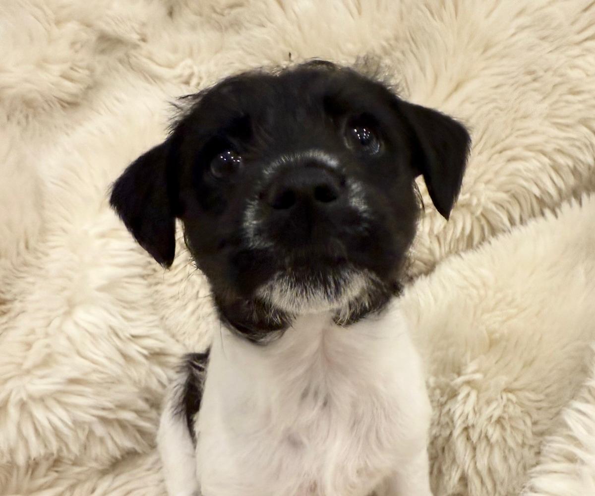 Clover - PF26270 Clover - PF26270