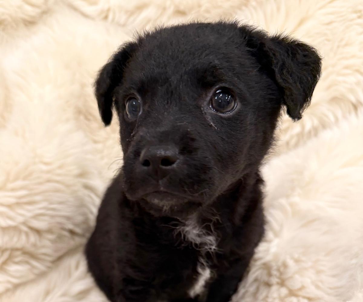 Bella Boo - PF26272 Bella Boo - PF26272