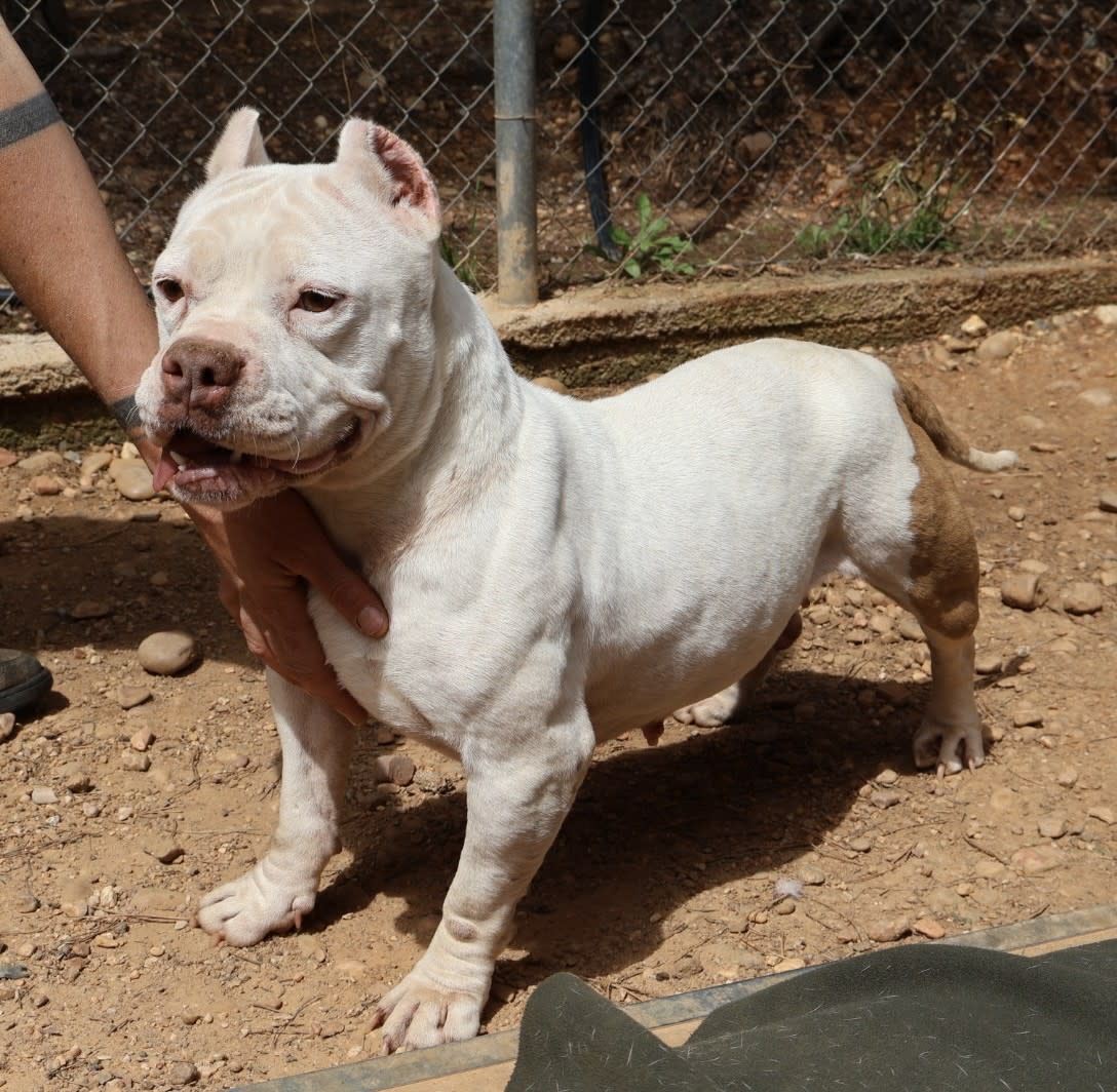 Linda - AF25158 Linda - AF25158