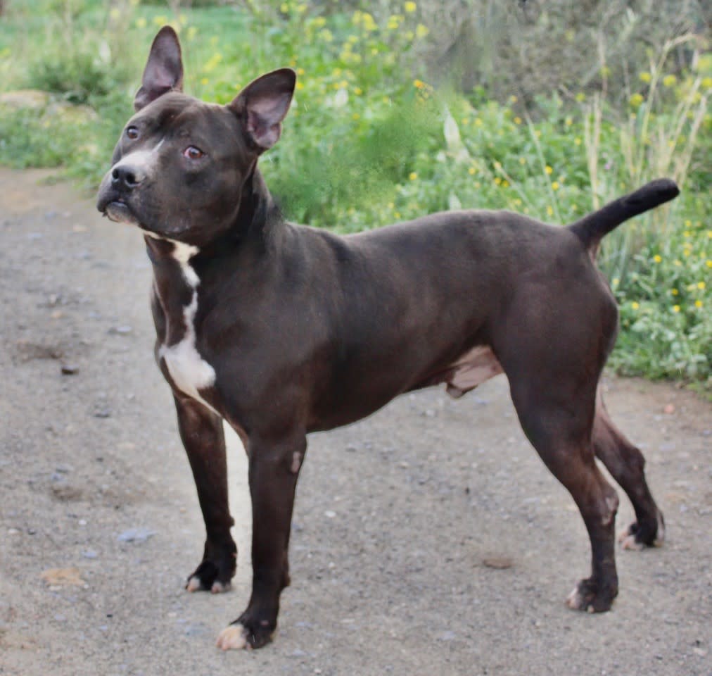 Stoker - AM2415SS Stoker - AM2415SS