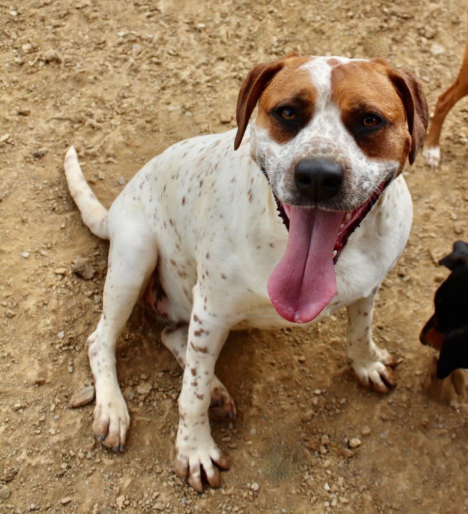 Amy  - AF2470PL Amy  - AF2470PL