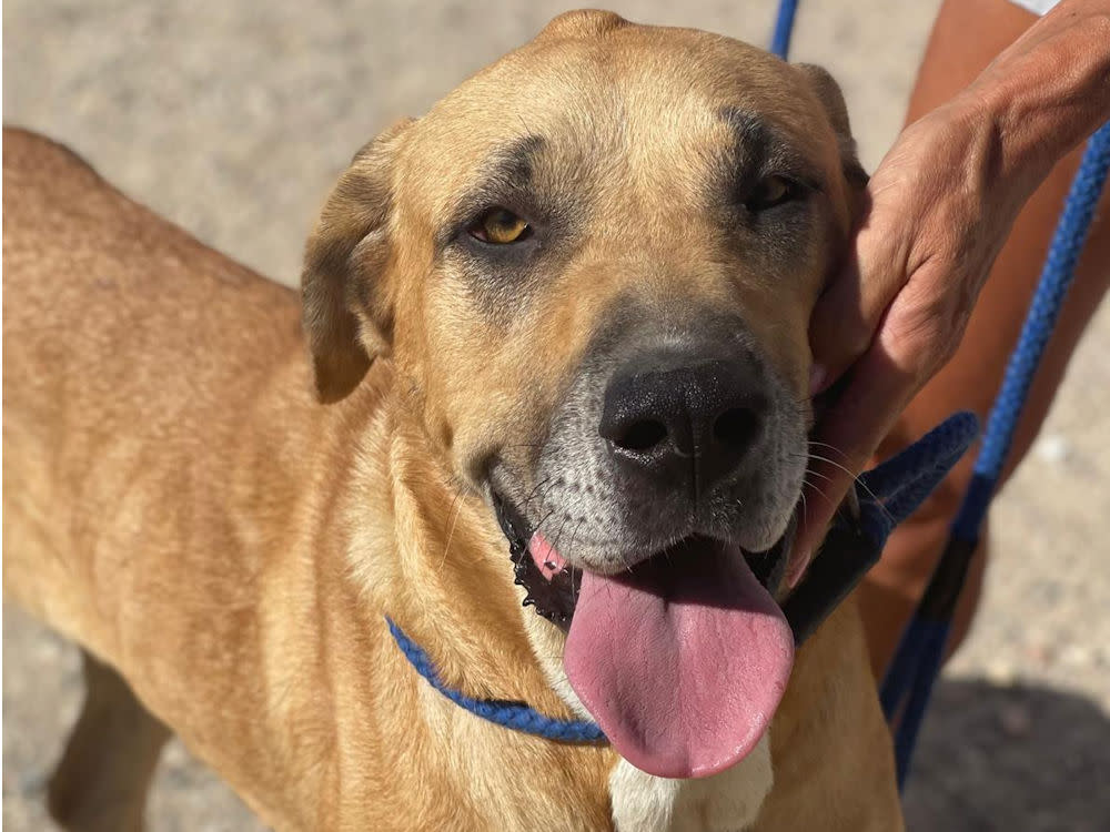 Trinity - AF26258AD Trinity - AF26258AD