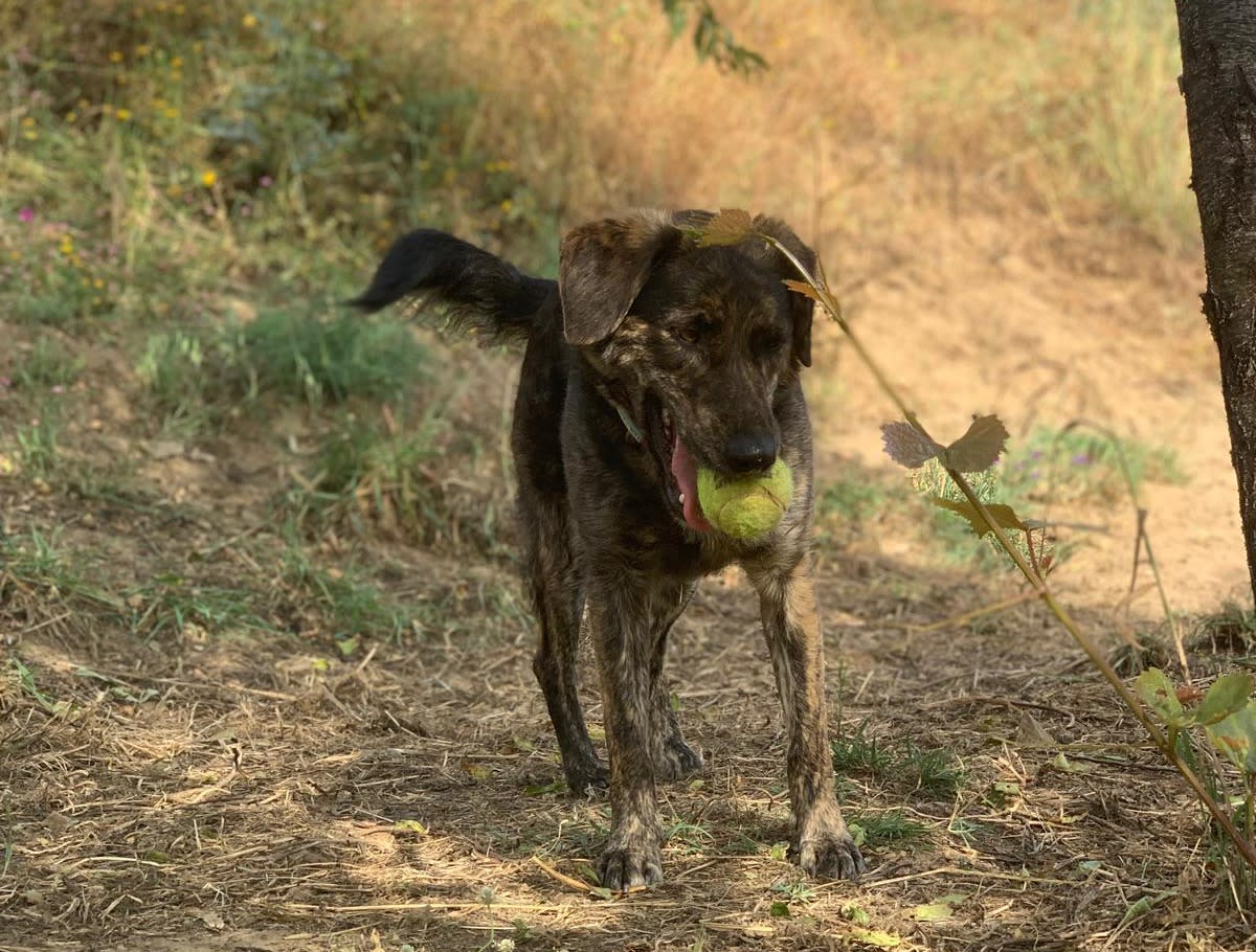 Pipo  - YM2446FC Pipo  - YM2446FC