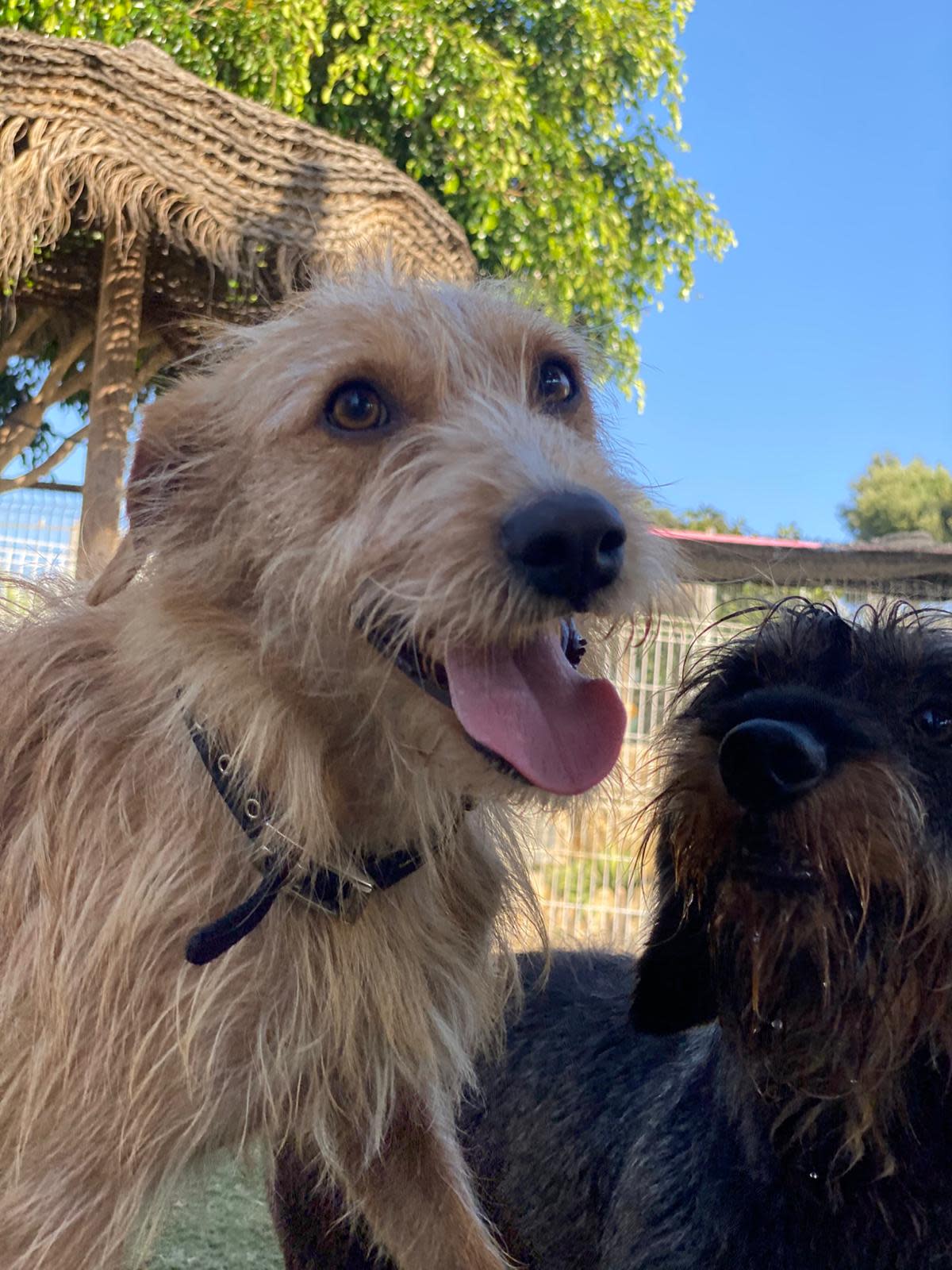 Koos - YM25199 Koos - YM25199