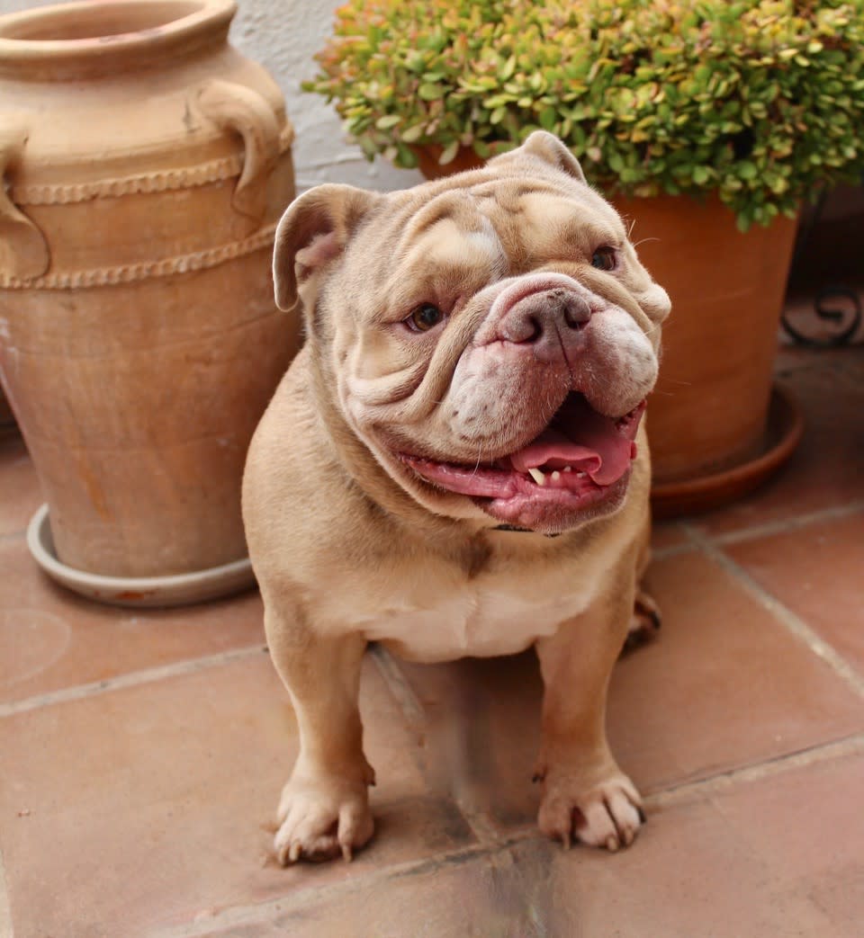 Honey - YF2468RH Honey - YF2468RH