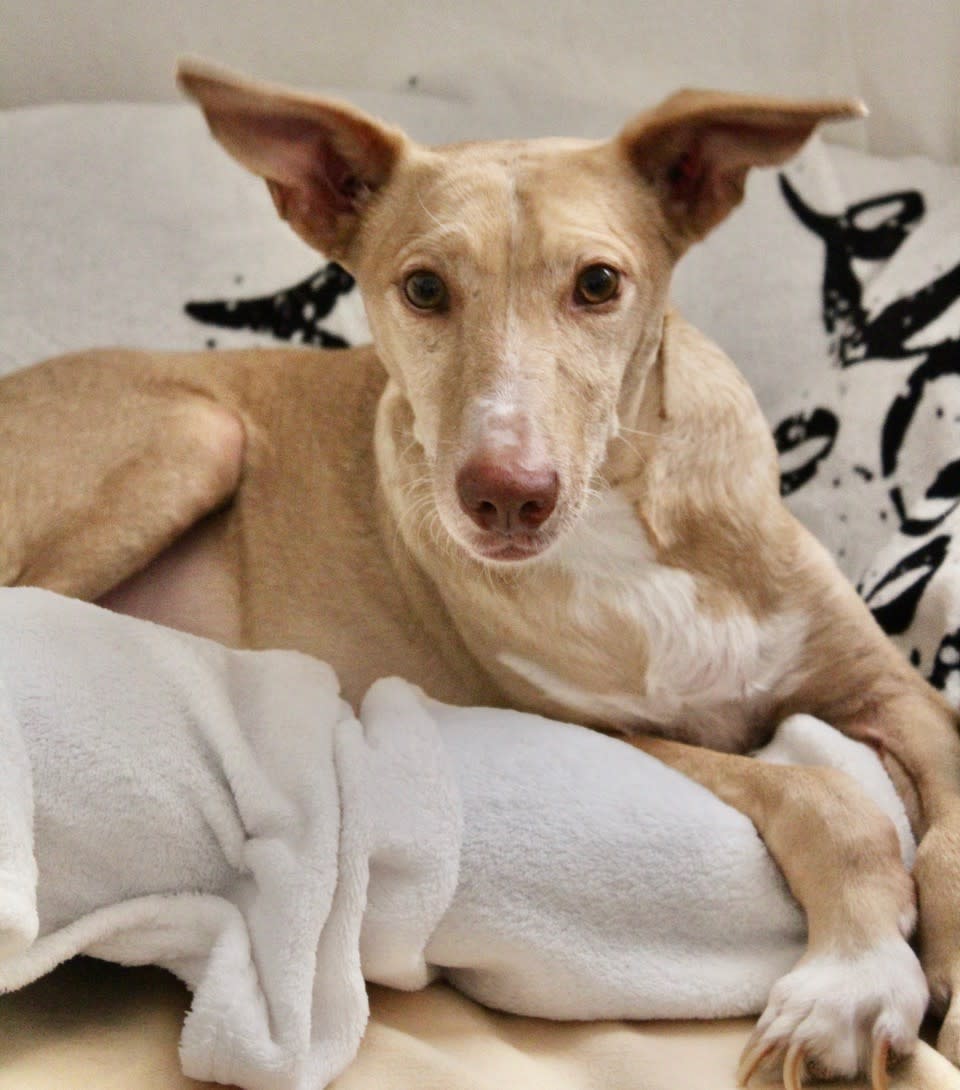 Dulce - AF2426PL Dulce - AF2426PL