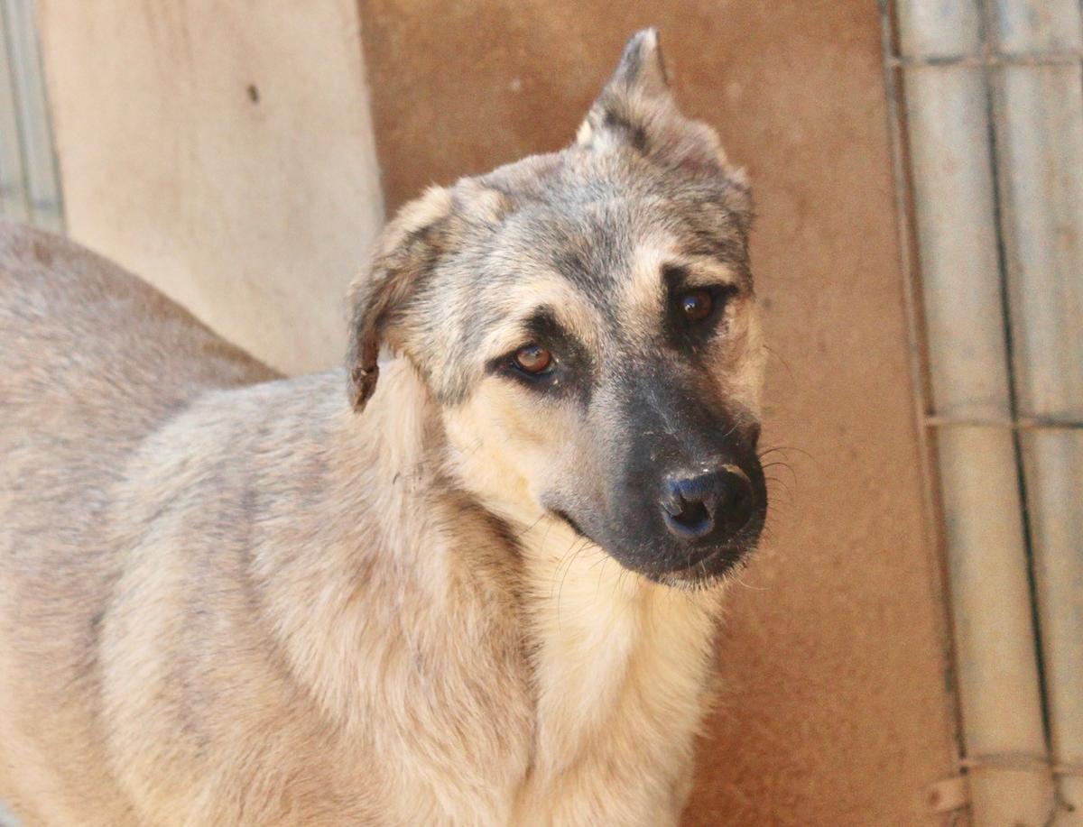 Chester - YM24107PL Chester - YM24107PL