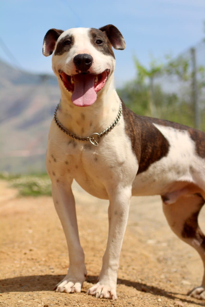 Ricky - AM2435SS Ricky - AM2435SS