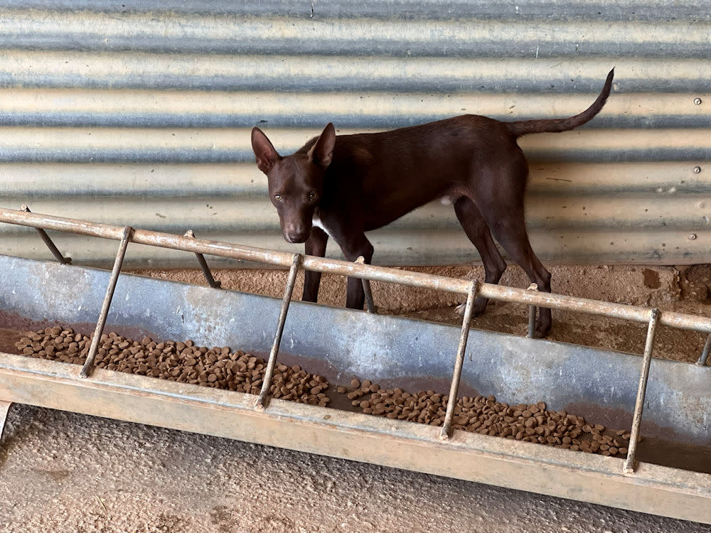 Choco - YM25212AD Choco - YM25212AD