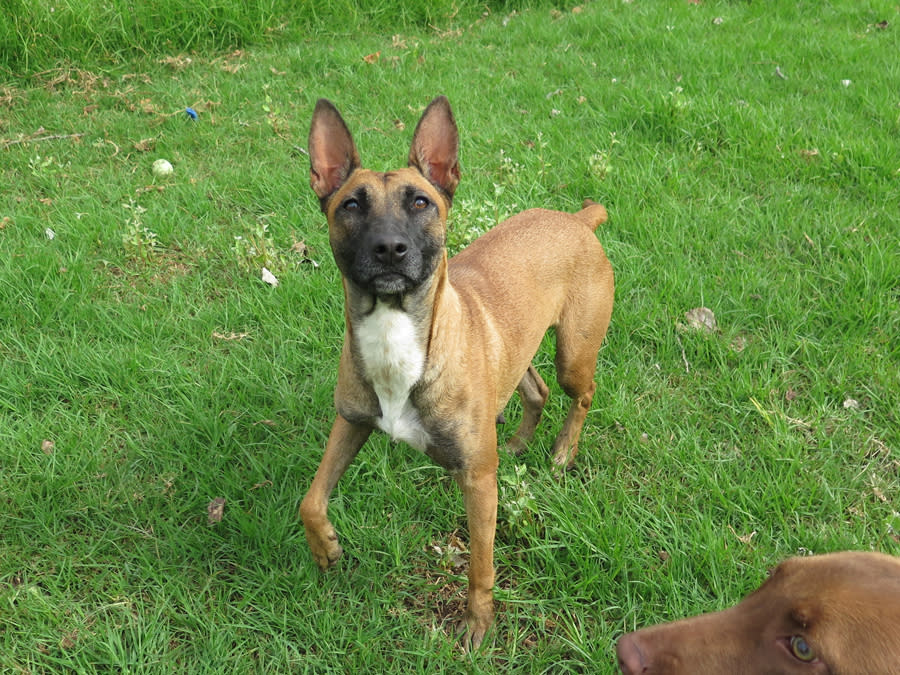 Alasca - YF25236LB Alasca - YF25236LB