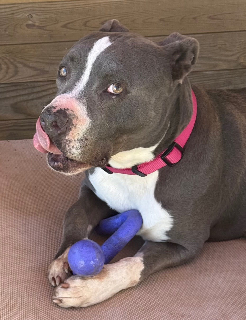 Zeus - AM26264ML Zeus - AM26264ML