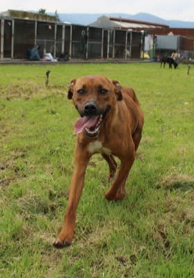 Mowgli - YM26286LB Mowgli - YM26286LB