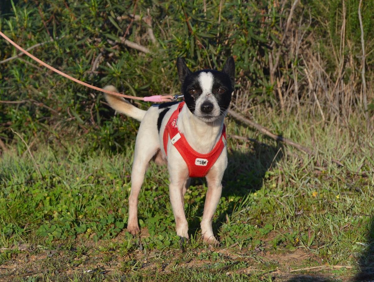 Patrick - AM25150LC Patrick - AM25150LC