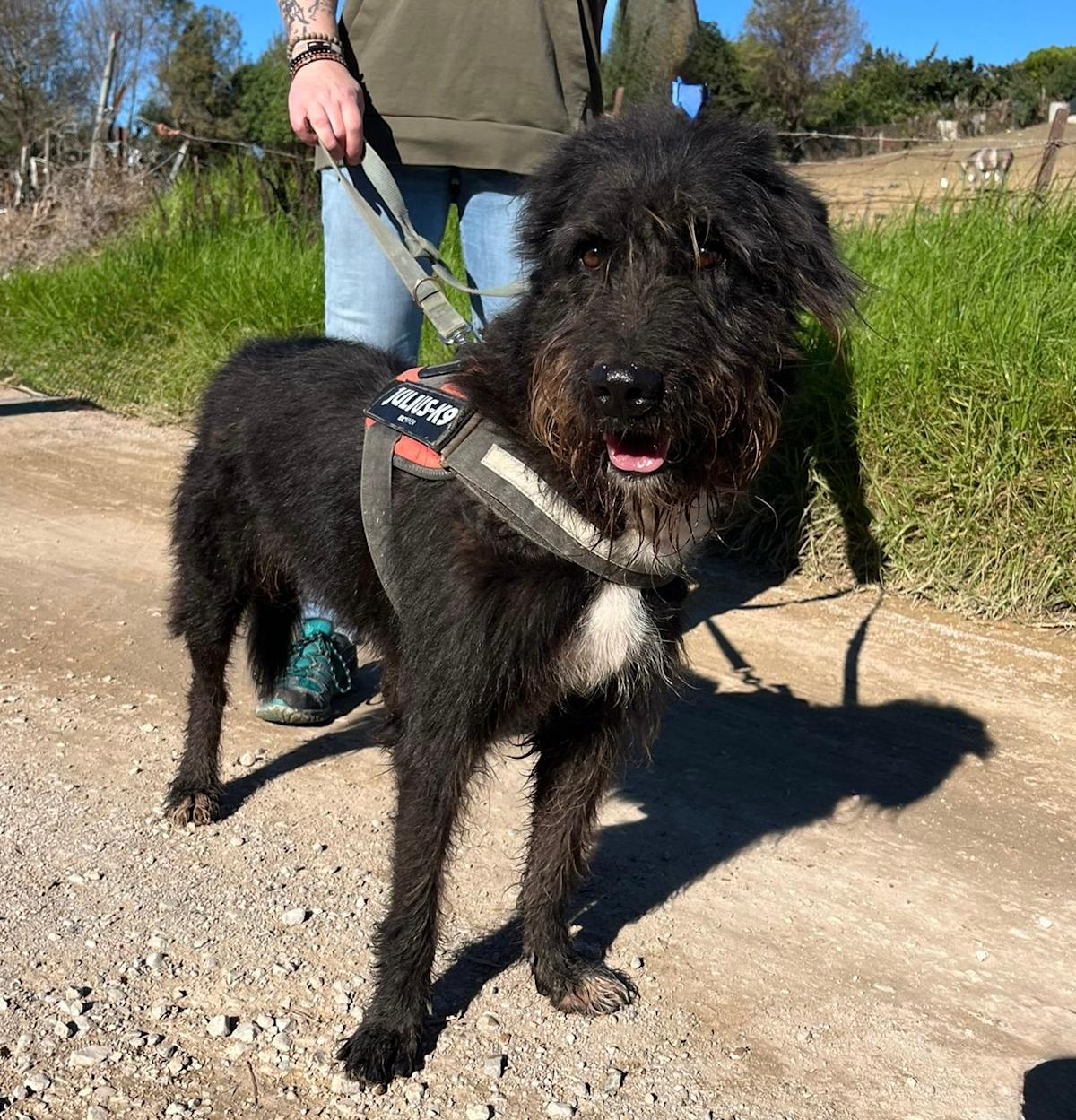 Leo - AM25237 Leo - AM25237